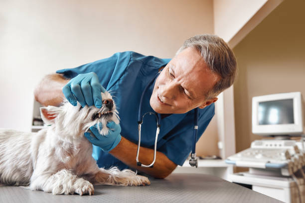 Best Emergency Dental Services for Seniors in Lorado City, CO